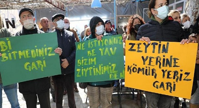 Başkan Atabay: Zeytin Ağaçları Bizim Topraklarımızın Hazineleridir