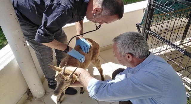 Adıyaman’da yaralı yavru dağ keçisi tedavi altına alındı