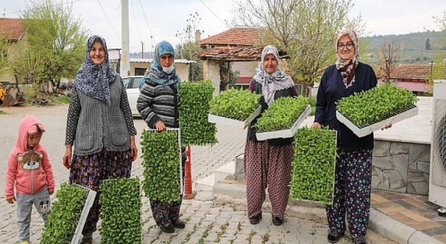 Buca Belediyesi’nden üreticiye 100 bin sebze fidesi