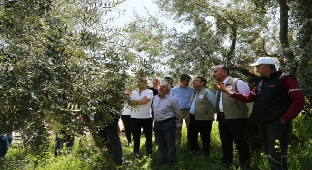 Bursa Orhangazi’de zeytinde verimi artıracak budama etkinliği