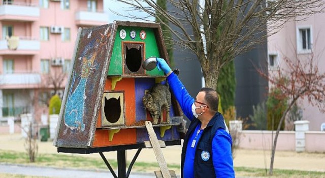 Büyükşehir Belediyesi Can Dostları İçin Mama Üretiyor