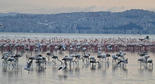 Gediz Deltası “Birding Places” Ağına Dahil Oldu