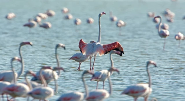 Gediz Deltası “Birding Places” ağına dahil oldu