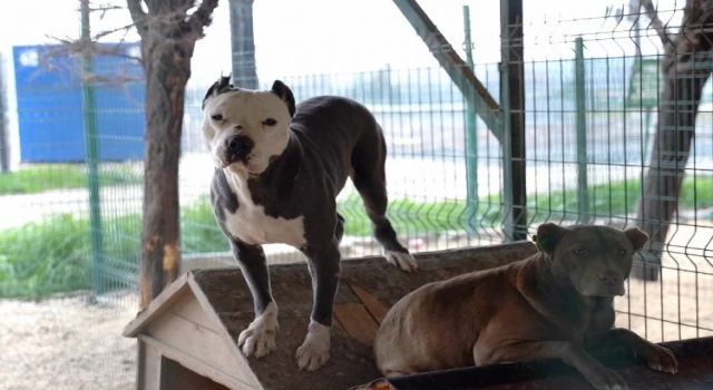 HBB’den yasaklı ırk köpekler hakkında açıklama