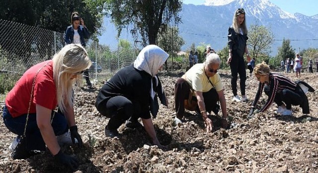 Kemer Lavanta Kokacak