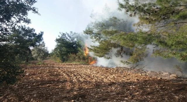 Manisa Akhisar’da ormanlık ve zeytinlik alandaki yangına müdahale