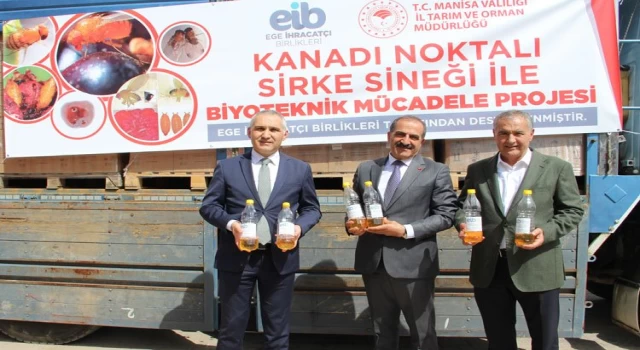 Manisa’da sirke sineği için 50 bin tuzak dağıtılıyor