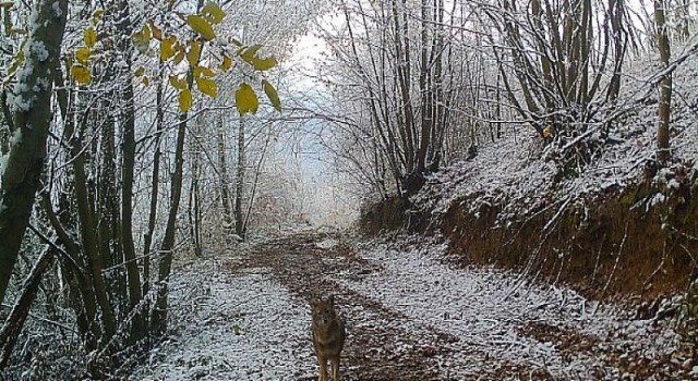 Ormanya’nın yaban hayatı foto kapanlara yansıdı