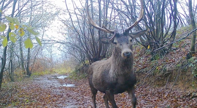 Ormanya’nın yaban hayatı foto kapanlara yansıdı