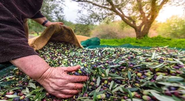 Zeytinde yeni ihracat hedefi 100 bin ton