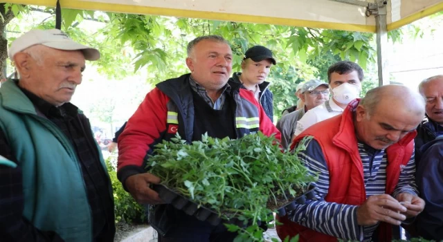 Bursa Gemlik’te Ata tohumları hayata dönüşüyor