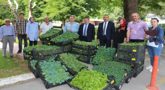 Bursa’nın Ata Tohumları Yenişehir’de fidelendi