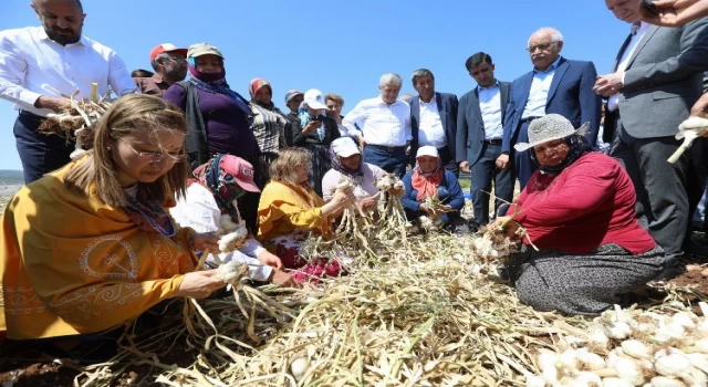 Gaziantep’te sarımsak hasadı