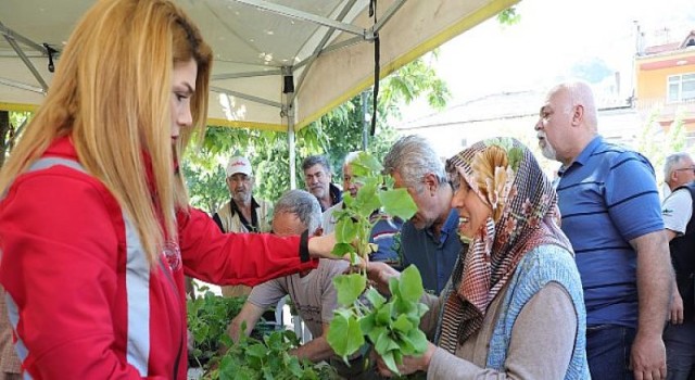 Gemlik’te organik ve ücretsiz fide dağıtımı başladı