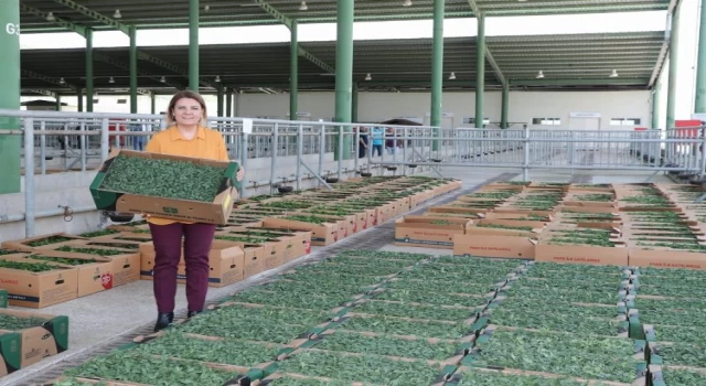 Kocaeli İzmit’te binlerce sebze fidesi dağıtıldı