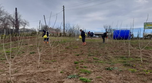 Kocaeli İzmit’te ipek böcekçiliği projesinde sona gelindi