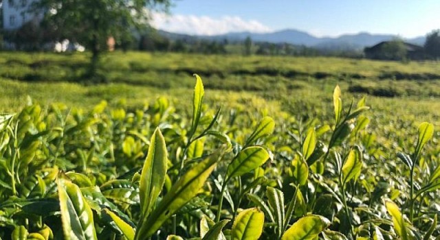 Lipton Doğu Karadeniz’de Çay Hasadına Başladı