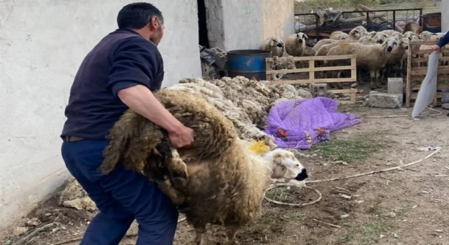 Niğde’de çalınan 70 küçükbaş hayvan sahibine teslim edildi