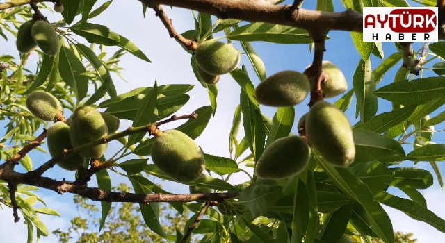 Şimdi çağla zamanı