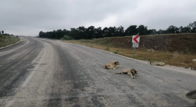 Bursa-Bilecik Pazaryeri karayolunda sürücüler zor anlar yaşıyor