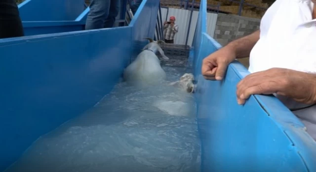 Bursa Mustafakemalpaşa’da koyunlara özel banyo