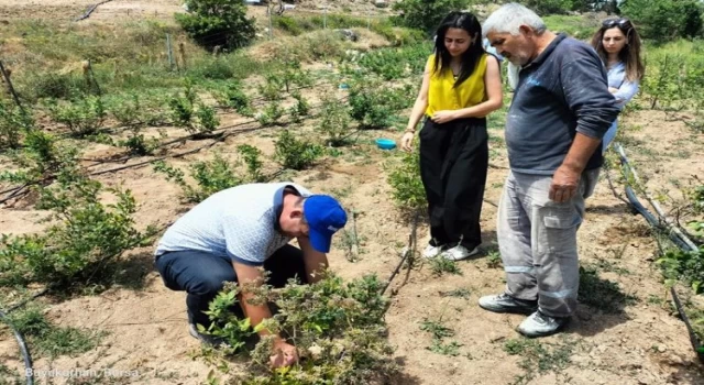 Bursa’nın dağ ilçelerindeki bahçelerden şüpheli numuneler alındı