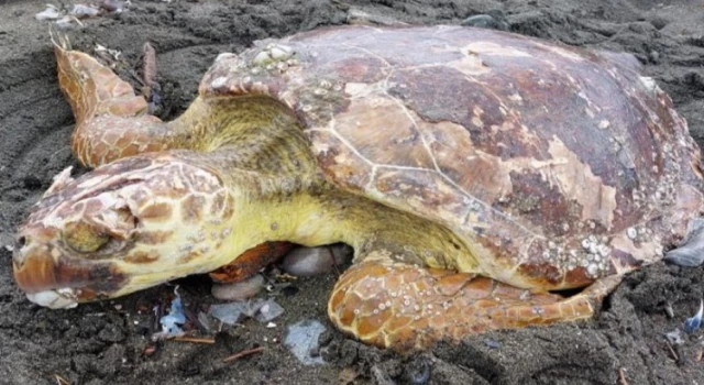 Caretta carettalar Hatay’da hayata tutundu