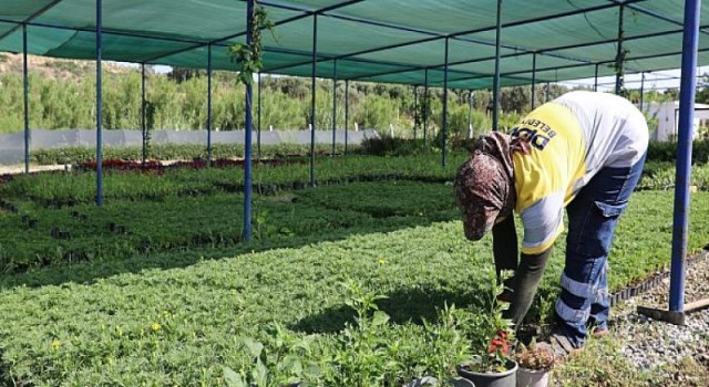 Didim Belediyesi’nin Binbir Renkli Çiçekleri Kenti Süsleyecek