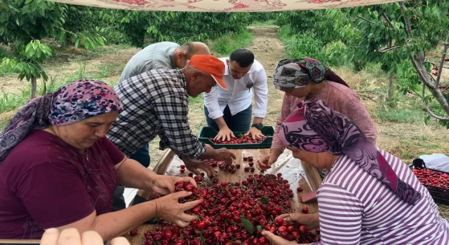 Edirne Enez’de ’Çeribaşı Kirazı’nda hasat zamanı