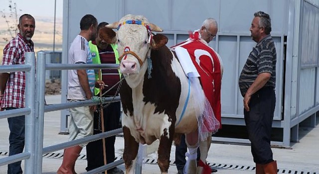 Gölbaşı’nın En Güzel Kurbanlıkları Seçilecek