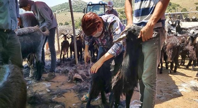 Karaburun’da Kırkım Şenliği 26 Haziran’da