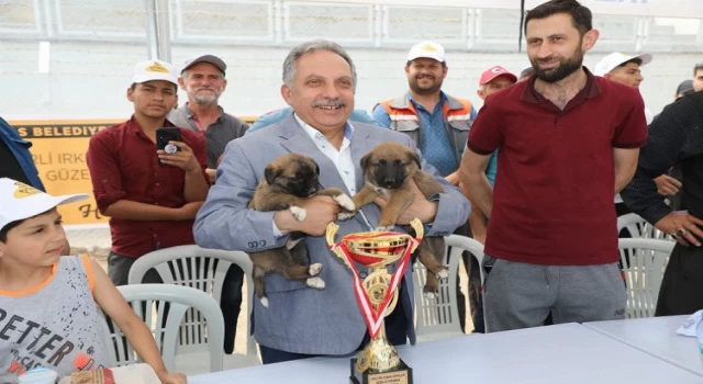 Kayseri Talas’ta Çoban Köpekleri Güzellik Yarışması