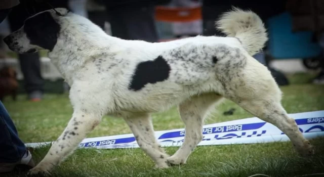 Sırbistan şampiyonu ’Laysan’ Makedonya yolcusu