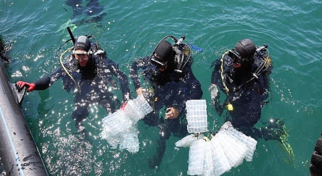 Çanakkale Üniversitesi tarafından yetiştirilen 300 yavru ıstakoz Dardanel iş birliği ile denizle buluştu