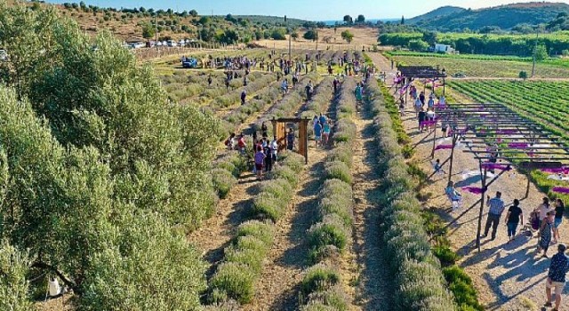 Didim’in mis kokulu festivaline vatandaşlardan yoğun ilgi