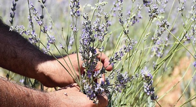 Harran Üniversitesinden Verimsiz Toprakları Verimli Hale Getirme Çalışması