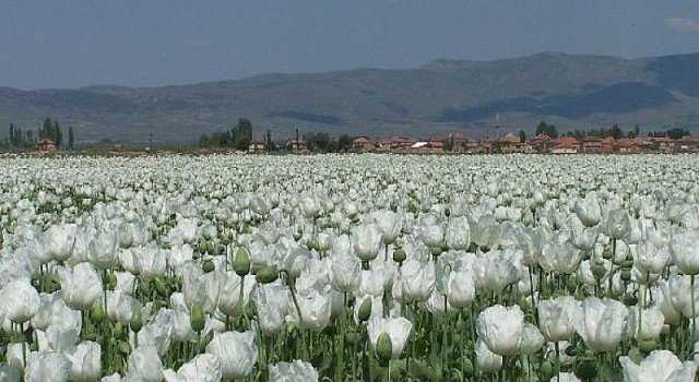 Haşhaş tohumu ihracatında yüzde 923’lük rekor artış Beyaz haşhaş 2,5 yıl sonra Hindistan seferine çıktı