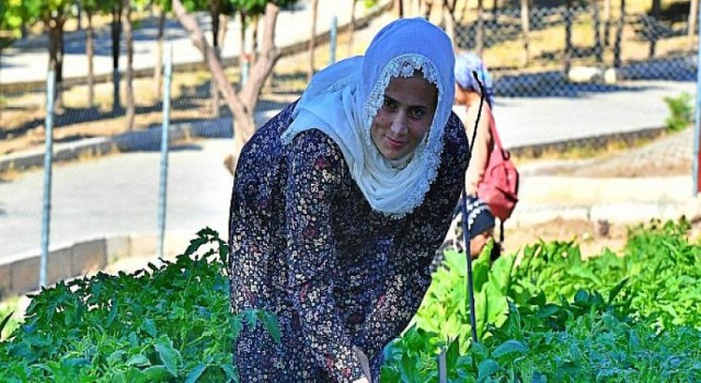 Kadifekale Mahalle Bostanı’nda ilk ürün sevinci