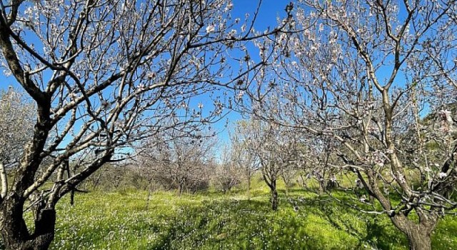 Muğla Büyükşehirden Badem Üreticisine Destek