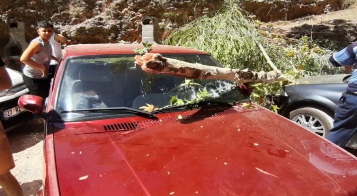 Adıyaman Besni’de otomobilin üstünde ağaç devrildi