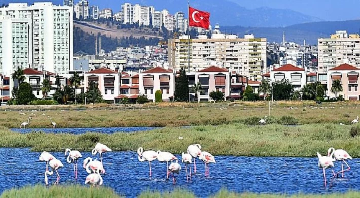 Flamingolar İzmirlileri büyülüyor