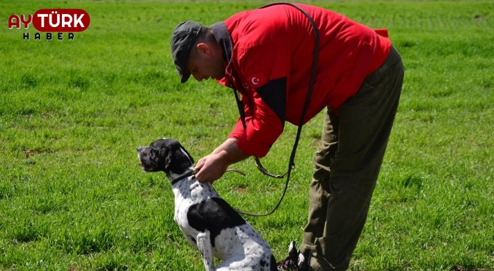 Haydi köpekler ve kediler aşıya