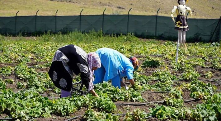 Keçiören’de Mahsuller Hasat Ediliyor