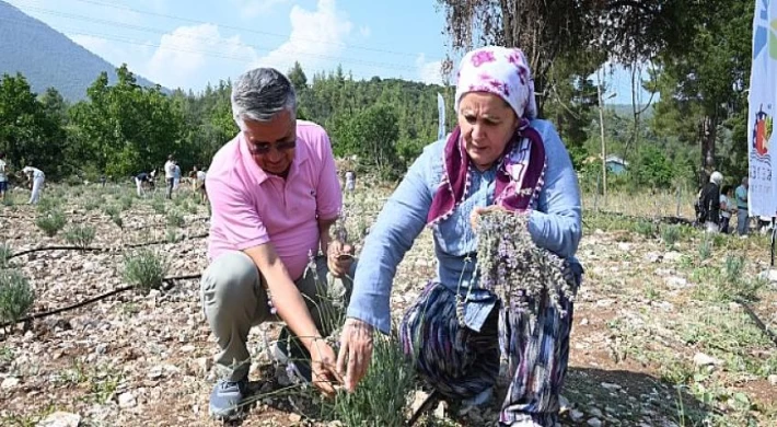 Kemer’de İlk Defa Lavanta Hasadı Yapıldı