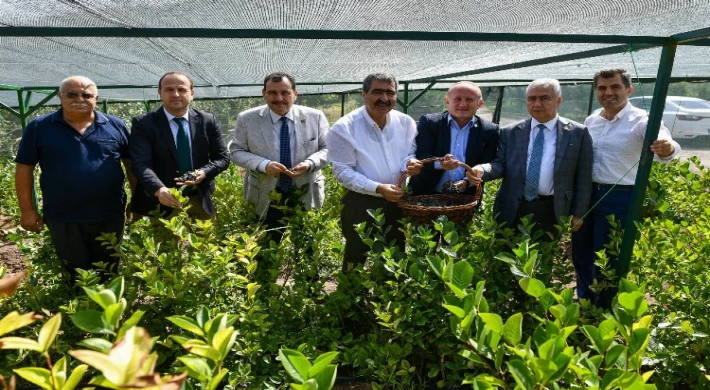 Mucize meyve aronya ikinci hasadını verdi