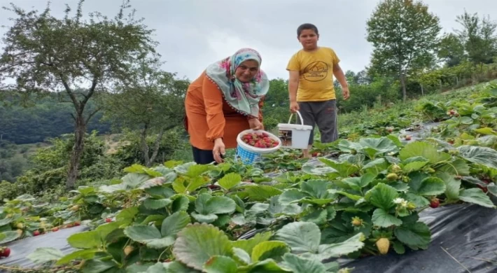 Samsun’da çilek üretimi arttı