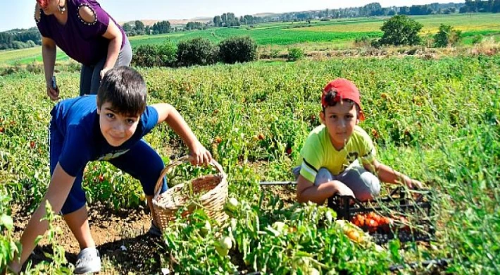 Tekirdağ Karaiğdemir Mahallesinde ‘’Fideler Bizden Hasat Sizden’’ Domates Hasadı Etkinliği Gerçekleştirildi