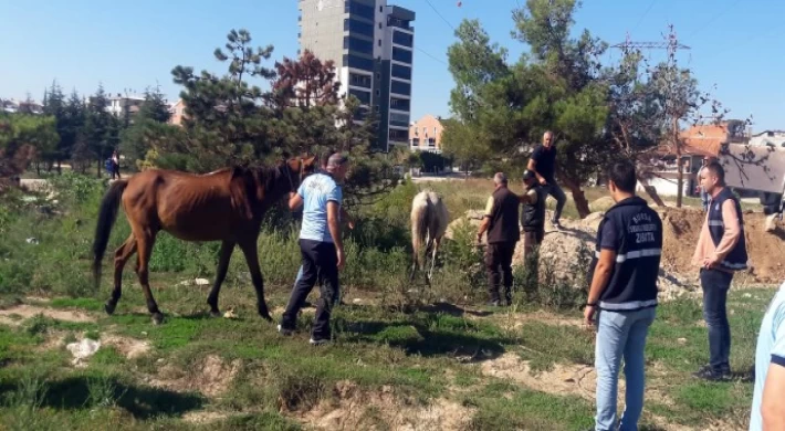 Başıboş atlar yakalandı