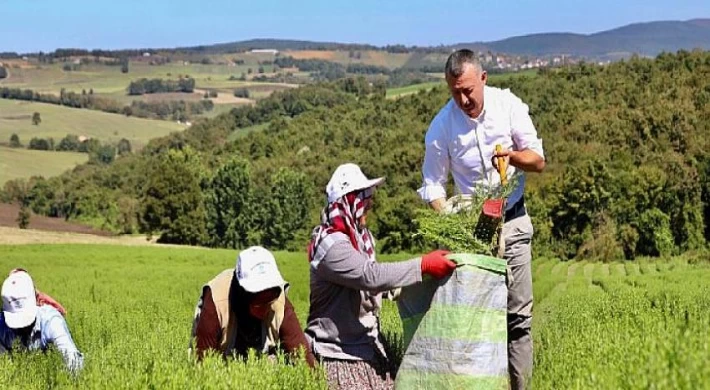 Başkan Büyükakın önce biberiye hasadı yaptı, sonra distilasyon tesisinin tanıtımına katıldı