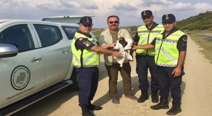 Edirne’de yaralı kartala Jandarma şefkati